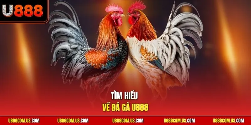 Tìm hiểu về đá gà U888